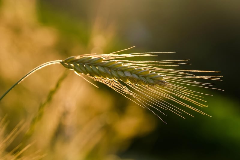 Folklore Cultivation