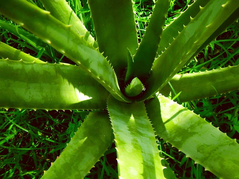 Aloe Vera Plant
