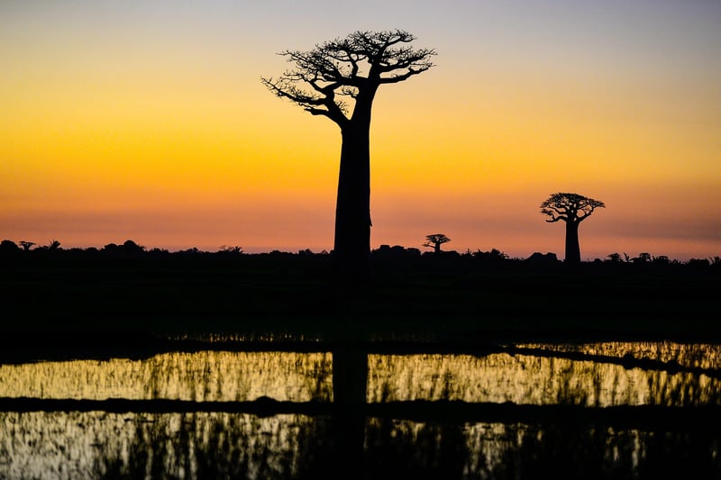 Baobab Trees