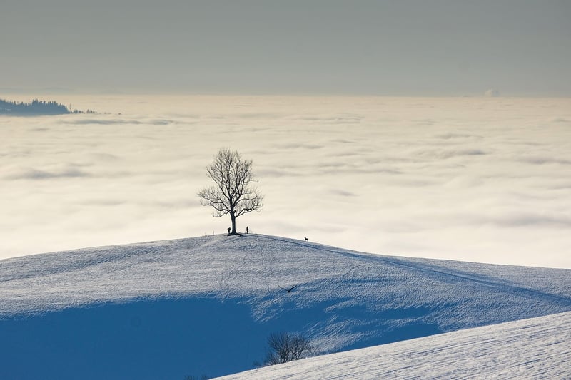 Enchanted Terrain