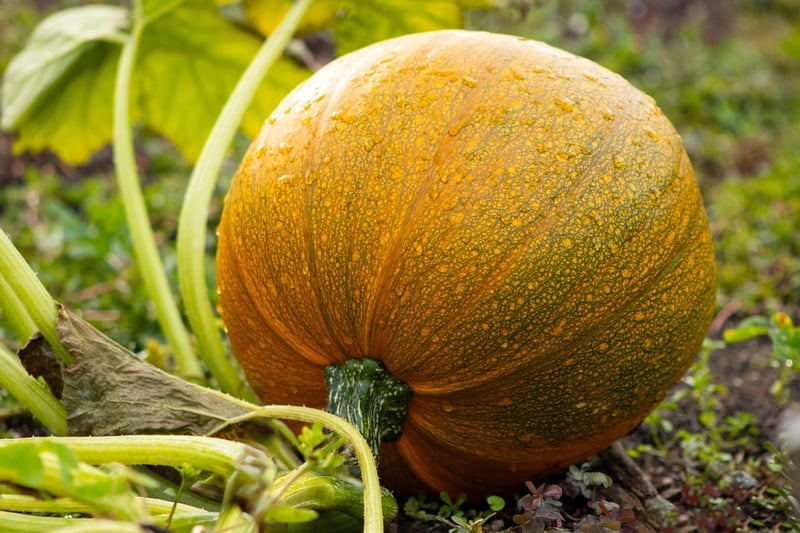 Pumpkin Harvest