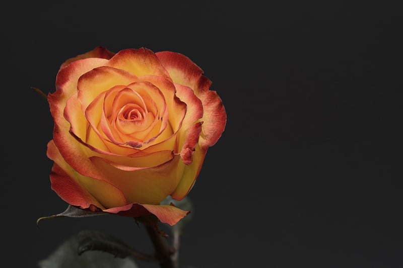 Rose Flower