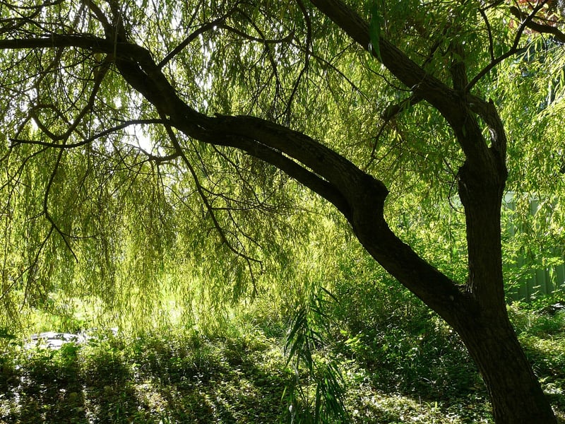Willow Tree